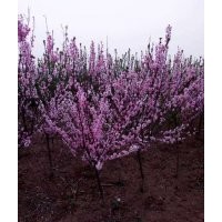 【最新】不同規(guī)格的美人梅價(jià)格
