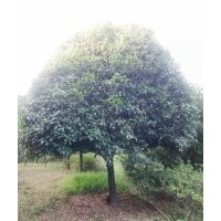 長(zhǎng)期大量供應(yīng)桂花，香樟，羅漢松，杜英，欒樹