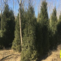 清地處理！15000棵3米高蜀檜處理！