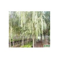 12-20公分柳樹12-20公分垂柳價格