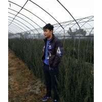 曼地亞紅豆杉，各種規(guī)格