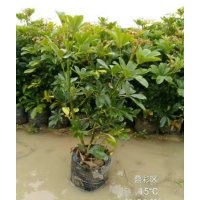 低價(jià)供應(yīng)袋裝鴨腳木小袋苗和中袋苗15-70cm