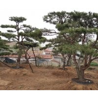 低價常年供應(yīng)景觀松，造型油松