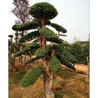 批發(fā)15、20、30、40、50公分造型小葉女貞、造型榆樹、造型紅花繼
