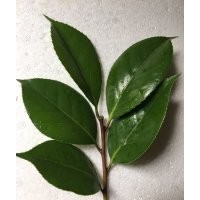 供應茶花品種接穗/嫁接師傅上門承接業(yè)務