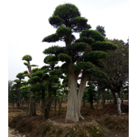 批發(fā)山東造型紅繼木15-20公分廣西造型榆樹浙江造型小葉女貞