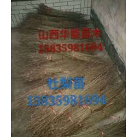 杜梨苗用途，杜梨苗批發(fā)，嫁接梨樹(shù)的杜梨苗山西杜梨苗嫁接用的杜
