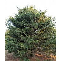 五針?biāo)?/></a>
<div><a href=