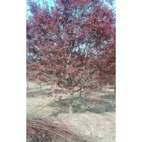 紅楓