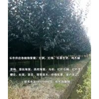 紅葉李