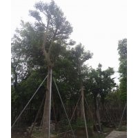 萬(wàn)紫千紅