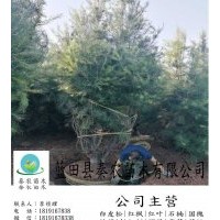 陜西白皮松苗木基地|綠化2米白皮松|銷售2米到5米占地白皮松| 秦