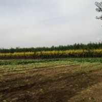 低價(jià)出售苗木金葉榆,果樹,旱柳