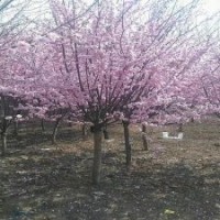 七葉樹.雞爪槭，紅楓，榆葉梅，美人梅批發(fā)