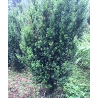 曼地亞紅豆杉樹(shù)