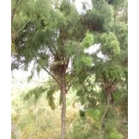 大量供應鹽松大小規(guī)格歡迎新老朋友來實地考察