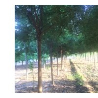 山西國槐苗，國槐苗價格，國槐苗基地