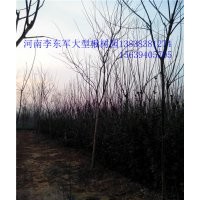 河南楸樹(shù)@周口楸樹(shù)#淮陽(yáng)楸樹(shù)