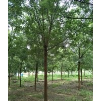 8-12公分國槐