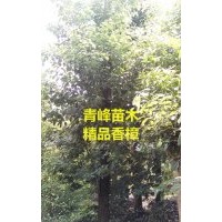 成都香樟種植基地 四川香樟大量批發(fā) 香樟價格