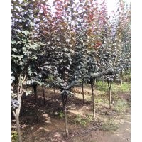 大量供應紫葉李_紅葉李苗木