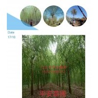 垂柳，河北垂柳