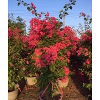 低價批發(fā)紅花三角梅，紫花三角梅袋苗，三角梅球價格便宜