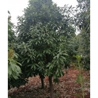 九江創(chuàng)新園林優(yōu)惠價供應(yīng)綠化苗木