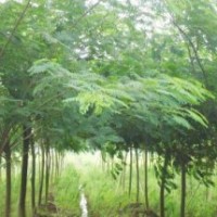 合歡樹