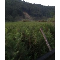 紅豆杉苗