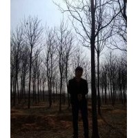 楸樹、白蠟樹