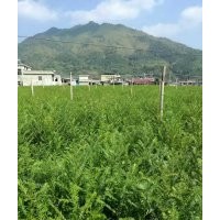 1至1.2米高的三年生紅豆杉苗子