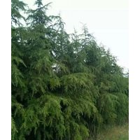 雪松1米到6米