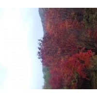 供應(yīng)叢生九角楓