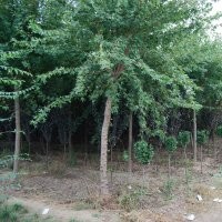 萊州信合園藝供應(yīng)五角楓