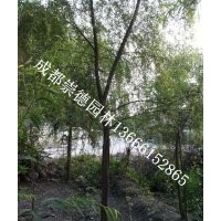成都低價(jià)批發(fā)垂柳