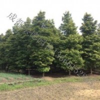 成都低價(jià)供應(yīng)各種楨楠