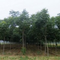 供應(yīng)北美楓香 南京北美楓香 北美楓香批發(fā)價(jià)格