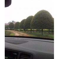 大量供應桂花，香樟，廣玉蘭，羅漢松，紅葉石楠，杜英，