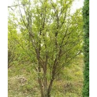河南東潤農(nóng)林開發(fā)叢生花石榴基地，千畝苗木