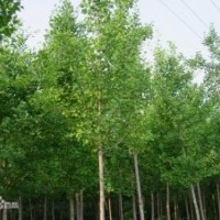 供應(yīng)絲棉木，3-8公分，原生