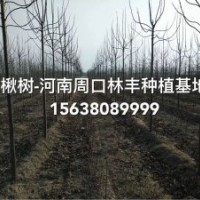 周口楸樹金絲楸樹基地 周口楸樹新品種基地
