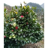 低價供應(yīng)紅楓、垂絲海棠、茶花、紅梅等