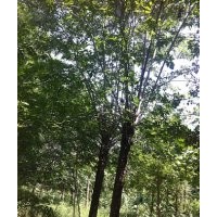 山東12公分國槐價(jià)格