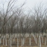 常年提供櫸樹價(jià)格 15公分櫸樹價(jià)格 20公分櫸樹價(jià)格