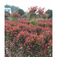 紅葉石楠價格、湖南紅葉石楠小苗、紅葉石楠球