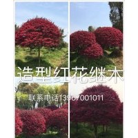 供應(yīng)紅豆樹(shù)、紅豆杉、香榧樹(shù)、竹柏、香樟、楊梅樹(shù)、香泡樹(shù)、樸樹(shù)