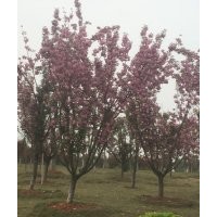 供應(yīng)移栽櫻花、嫁接櫻花、日本櫻花、櫻花小苗