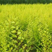 金葉榆基地_金葉榆價格_河北金葉榆