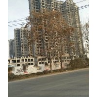 南欒路樹